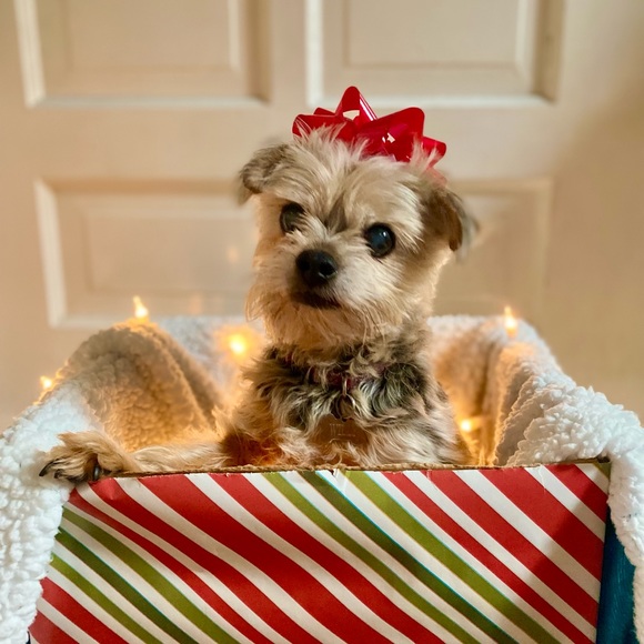 Meet your Posher, Olivia - Picture 2 of 5